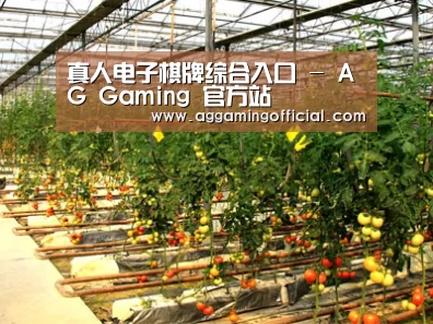 种植基地二(图1)
