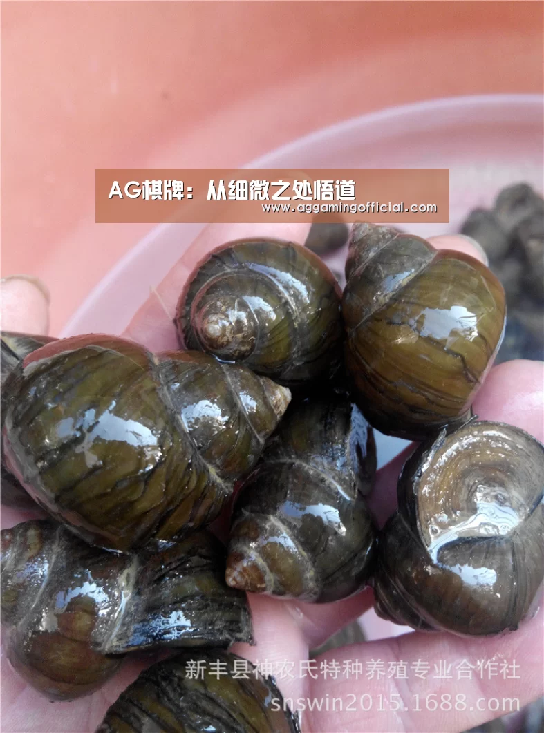 AG棋牌:从细微之处悟道(图1) AG棋牌
